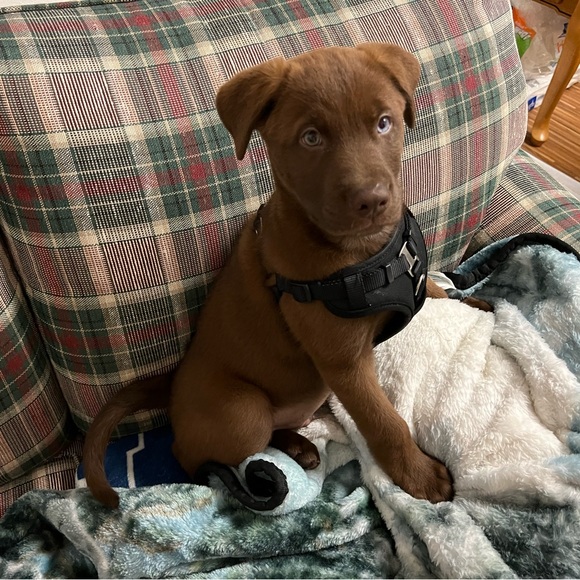 Meet your Posher, Peter - Picture 1 of 1